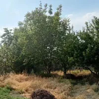 باغ برای ویلا امام زاده