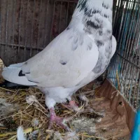 کبوتر ساعتی