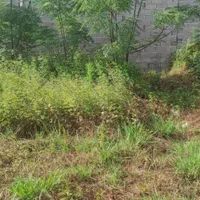 فروش فوری/زمین مسکونی/شهررشت/موقعیت عا،لی|فروش زمین و ملک کلنگی|رشت, فرزانه|دیوار