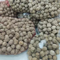 گردو داریم تا گردو