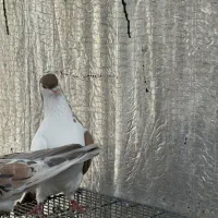 ۳تا نراس فی بالا