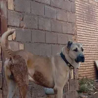 سگ سیاه پوز|حیوانات|تربت‌حیدریه, آسایش|دیوار