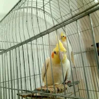 جفت عروس هلندی لوتینو نرو ماده دستی|پرنده|اصفهان, خواجو|دیوار