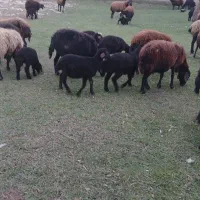 گوسفند  قزل افشار با بره