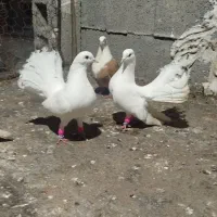 کفتر دمچتری ومخملی