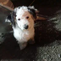 سگ پا کوتاه