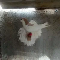 کبوتر صید|پرنده|شیروان (خراسان), |دیوار