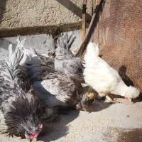 مرغ وخروس 6عدد