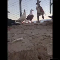 کبوتر|پرنده|تربت جام, نظامی|دیوار