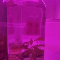 تنگ پلنت کوچک