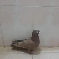 کبوتر