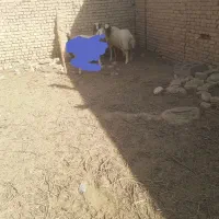 بره قوچی
