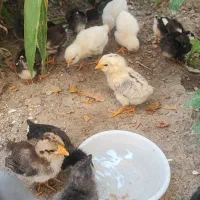 گلین لری کرچ شو12روزه4تا جوجه یکماهه مرغ 6تا 4روزه