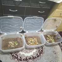 پرورش حلزون