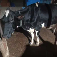 گاو هلیشتان شیری|حیوانات مزرعه|جلین, |دیوار