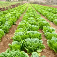 کاهو برای مصرف دام