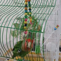 کوتوله برزیلی