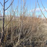 نهال گردو خوشه ای و محلی