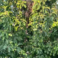 پلاک باغی / ۵۰۰ متری / مادرسند / تیمیارت