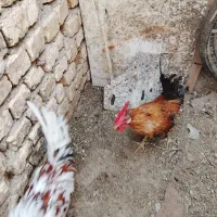 خروس گلین|حیوانات مزرعه|سامان, |دیوار