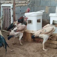 فروش تخم مرغ اوشامو|حیوانات مزرعه|کبودرآهنگ, |دیوار