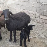 میش قره قزل