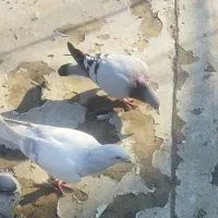 حلقه نگین|بدلیجات|سبزوار, امیر کبیر|دیوار