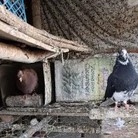 کفتر