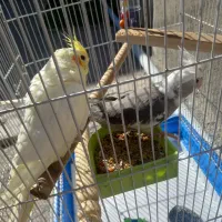 فروش عروس هلندی|پرنده|اصلاندوز, |دیوار