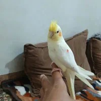 عروس هلندی