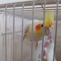 جوجه عروس هلندی و جفت گرینچیک|پرنده|مشهد, شفا|دیوار