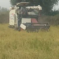 برداشت برنج درو شالی با کمباین|ماشین‌آلات صنعتی|دابودشت, |دیوار