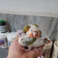 گرینچیک سرلاکی|پرنده|قم, باجک دو|دیوار