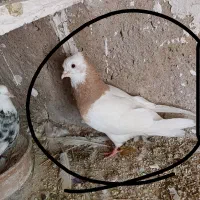 کبوتر طوقی|پرنده|سرپل ذهاب, |دیوار