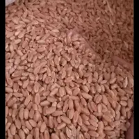 گندم سورت و تمیز شده