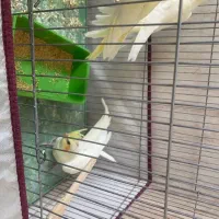 سه عدد عروس هلندی لوتینو خالص نیمه دستی