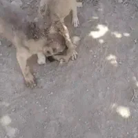 یک جفت توله سگ ماده