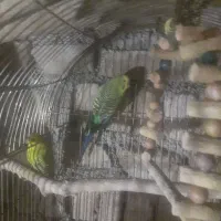 یک جفت مرغ عشق مولد و یک عدد جوجشون|پرنده|کبودرآهنگ, |دیوار