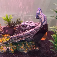 اکواریوم شیشه خم شرکتی دلساk500|ماهی|خرم‌آباد, |دیوار