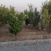 ۴۰۰ متر باغچه ۵۰متربناا معاوضه باخودرو تصادفی واحد|فروش خانه و ویلا|محمدشهر, عباس آباد|دیوار