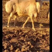 قوچ میش بز بره گاو گوساله|حیوانات مزرعه|بیستون, |دیوار