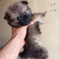 واگزاری سگ پامرانین خرسی