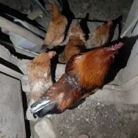 مرغ تخم گذار و خروس جوان وسرحال