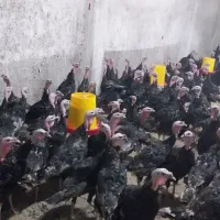 بوقلمون برنز تمام نر جهت پرورش