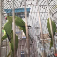 شش تا جوجه طوطی ملنگو چهار پنج ماهه|پرنده|جیرفت, |دیوار