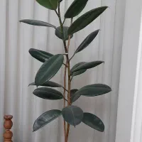گل آپارتمانی