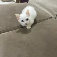 توله گربه پرشین سفید نر و ماده|گربه|اهواز, پردیس دو|دیوار