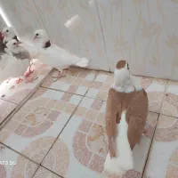 کبوتر طوقی و دوبال|پرنده|شوشتر, |دیوار