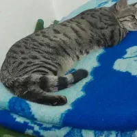 گربه خانگی|گربه|قم, شاه ابراهیم|دیوار