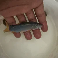 شارک رمبو دم گرمز ۹سانتی